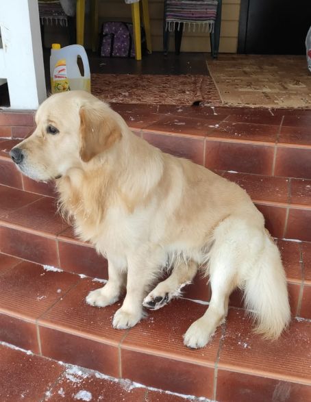 Русское Золото Лукас Левангур