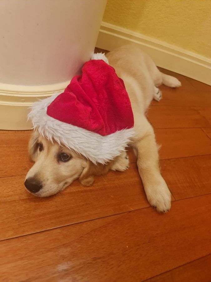 Малыш Янис (РЗ Янис) - маленький сынок Лоры. Его первый Новый год!