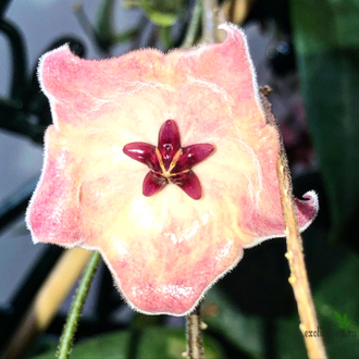 Hoya Patella Pink