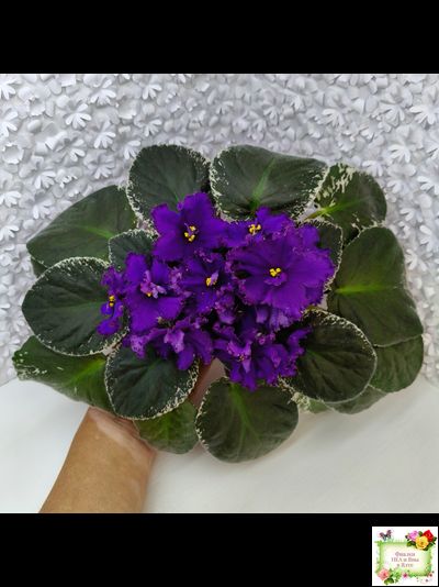 РМ-Черный Оникс (Н. Скорнякова) 2023 г. (розетка на фото)