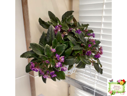 Senk's Azalea Trail (R.Follett/D.Senk) (9845) 01/30/2008 трейлер