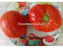 Томат Итало (Italo)