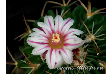 Echinofossulocactus multicostatus