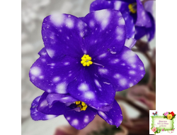 Rivermist Heavenly (J. Baker) (10985) NEW 05/21/2018