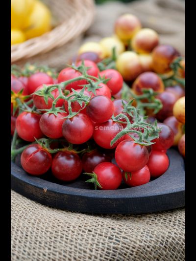 Томат Маленький Красный Корвет (Little Red Corvete), 10 шт