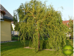 ИВА ИЗВИЛИСТАЯ "Матсудана"