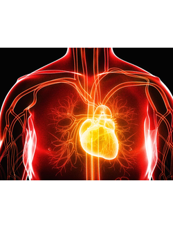 Лечение сердечно-сосудистой системы