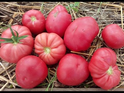 Томат Монте Роза (Monte Rosa)