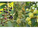 Литсея кубеба (Litsea cubeba) плоды (30 мл) - 100% натуральное эфирное масло