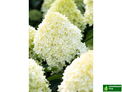 Гортензия метельчатая "Cotton Cream" (Коттон Крим)