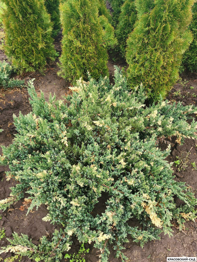 Можжевельник даурский Экспанса Вариегата - Expansa Variegata