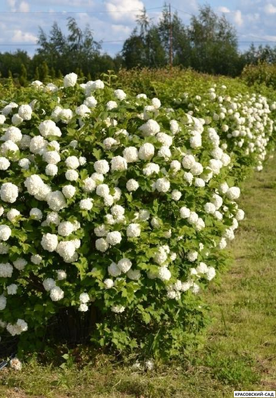 Калина Компактум