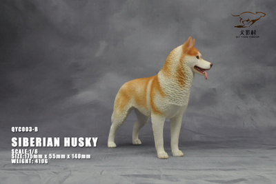 Сибирская хаски (рыжая) - Коллекционная ФИГУРКА 1/6 scale Husky (QYC003B) - QuanYingCun