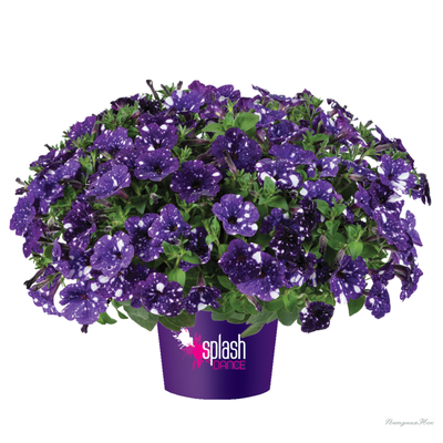 Петуния Splash Dance Bolero Blue