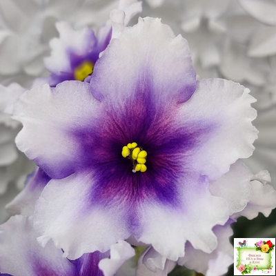 РС-Успех (С.Репкина) 2019 г.