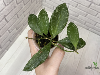 13/12/2024 hoya nabavanensis epc 958