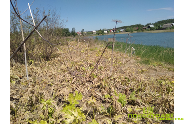 Уничтожение борщевика, СНТ "Калина"