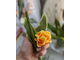 Стебель тюльпана с листом