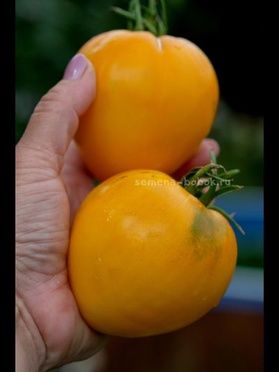 Томат Домашние Сердца Желтые от Гонсиоровских, 10 шт