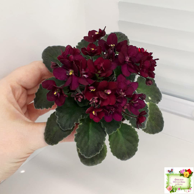 Jolly Fire (H.Pittman) (9715) 01/15/2007