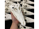 крокодил, череп, голова, кость, скелет, аллигатор, кайман, зубы, crocodile, skull, рептилия, чучело