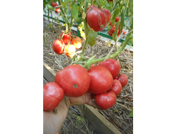 Томат Японка