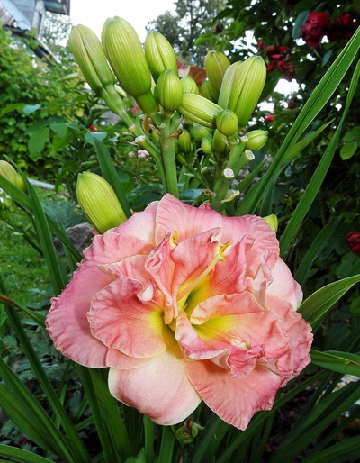 Лилейник Лейси Дойли (Lacy Doily)