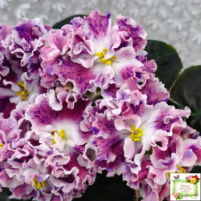 ТФ-Confetti (Т. Фурлетова) 2024 г. (лист с детками посажен 13.07.25)