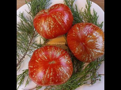 Томат Фейерверк