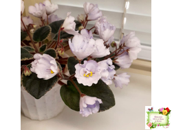Rob's Pewter Bells (R. Robinson)