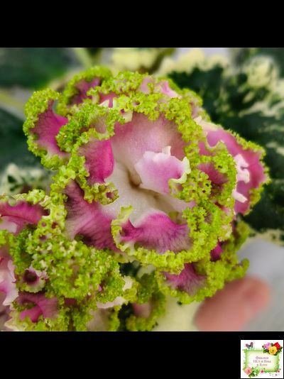 МТ-Античная Брошь (М. Тотиева) 2025 г.