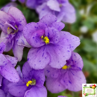 Skagit Victory Trails (W. Lindstrom)  (5659) 01/30/1984 трейлер