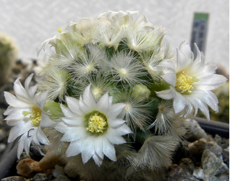 Mammillaria carmenae - 10 семян