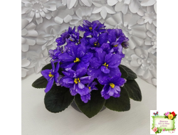 Н-Млечный Путь (Н. Бердникова)