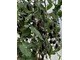 Черный Кумкват