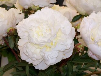 Генри Сасс пион ( Henry Sass Paeonia)
