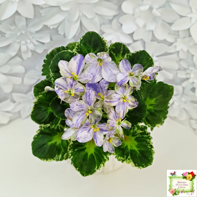 ЛЕ-Лунный Жемчуг (Е. Лебецкая) 2020 г. (пестролистный гёрл)