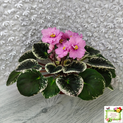 Р-Донна Роза Дальвадорес (В. Зуб) 2021 г.