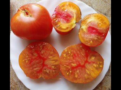 Томат Чупа-чупс (Chupa-Chups)