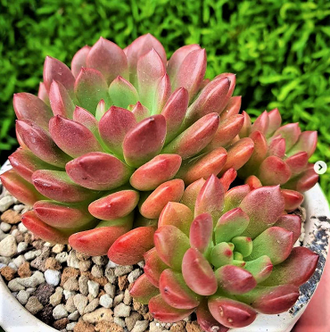 Граптоверия розово-рубиновая - Graptoveria Pink Ruby