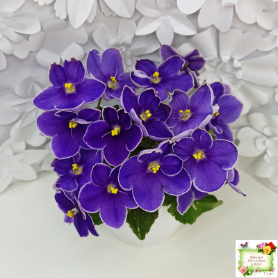 АВ-Контрольный Выстрел (Фиалковод) 2020 г. (пестролистный гёрл)