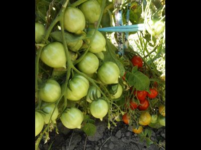 Томат Geranium Kiss-2 (Поцелуй герани- 2, от Гусева)