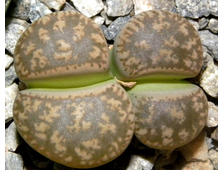 Lithops gesinae v.annae  - 5 семян