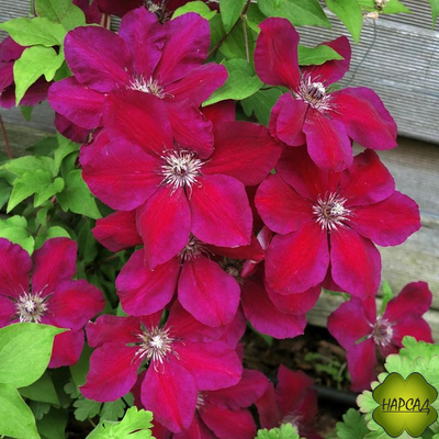 Клематис "Westerplatte" (Вестерплатте)