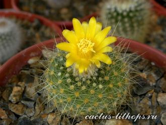 Parodia chrysacanthion SE 140 - 5 семян