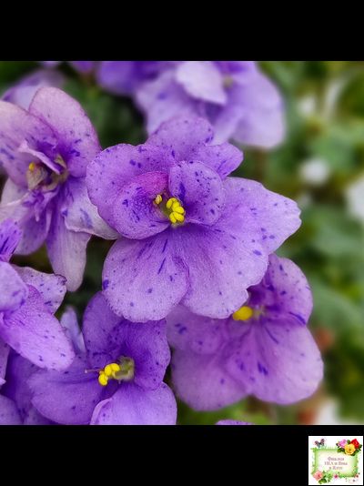 Skagit Victory Trails (W. Lindstrom)  (5659) 01/30/1984 трейлер