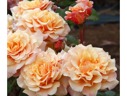 Карамелла  (Caramella)   шраб. Kordes