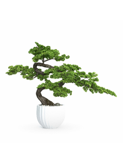 комнатные Бонсай 16803