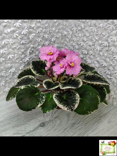 Р-Донна Роза Дальвадорес (В. Зуб) 2021 г.