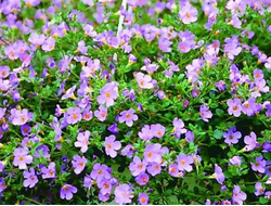 Бакопа сердцевидная Blutopia, p9